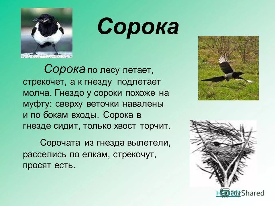 чтение работа с текстом. 2 класс окружающий мир птицы лесные жители. описание сороки. верно ли утверждение что сороки предупреждают. сорока для презентации.