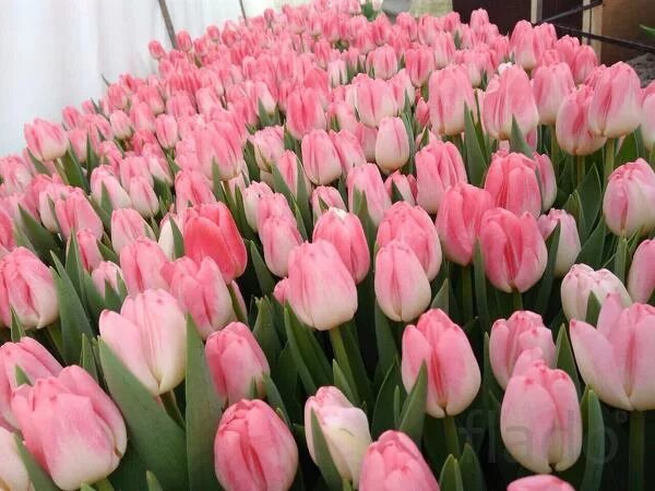 Тюльпаны на 8 марта - продам в Симферополе в разделе Цветы и растения на доске о
