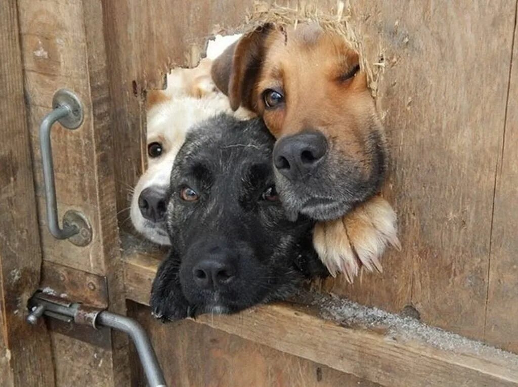 Собаки там. Любопытная собака. Три собаки. Любопытство животных. Собака на заборе.