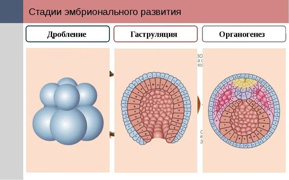 Этап дробления в эмбриональном периоде. Эмбриональный период этапы дробление гаструляция. Эмбриональный период развития дробление. Этапы эмбрионального развития дробление.