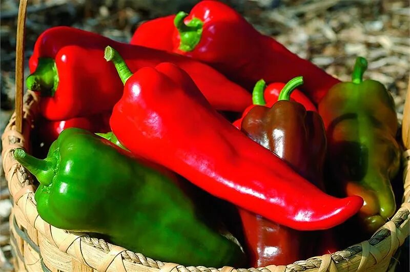 Перец болгарский рамиро. Болгарский перец название. Перец сорт ред найт. Перец феррари f1. Перец дольче итальяно.