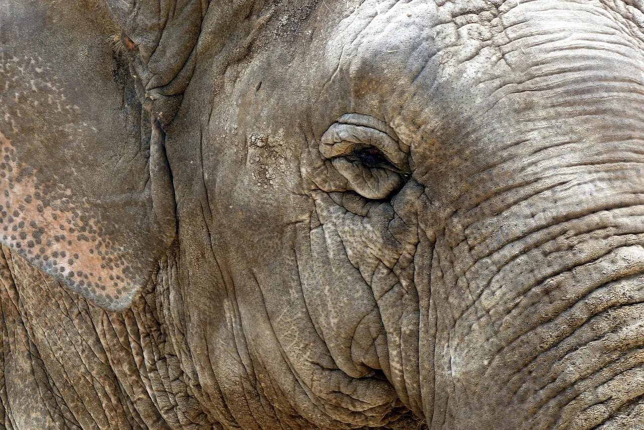 Шерсть животных. Покровы тела пресмыкающихся рептилий. Глаза носорога. У каких животных кожа. Глаза носорога.