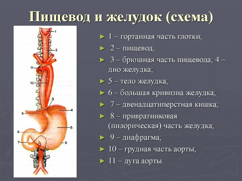 Строение пищевода и желудка. Схема анатомических отделов пищевода. Анатомия строения пищевода и желудка. Пищевод желудок строение и функции анатомия. Пищевод картинка