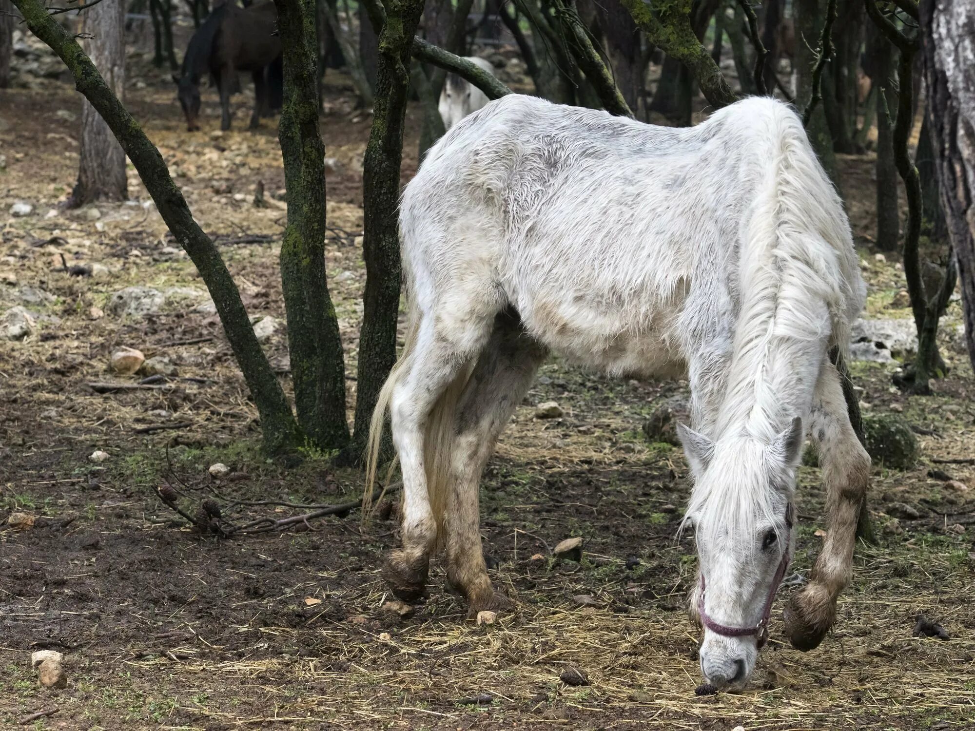 Худая лошадь. Худая кляча. Старая лошадь кляча. Старая лошадь. Дряхлая лошадь.