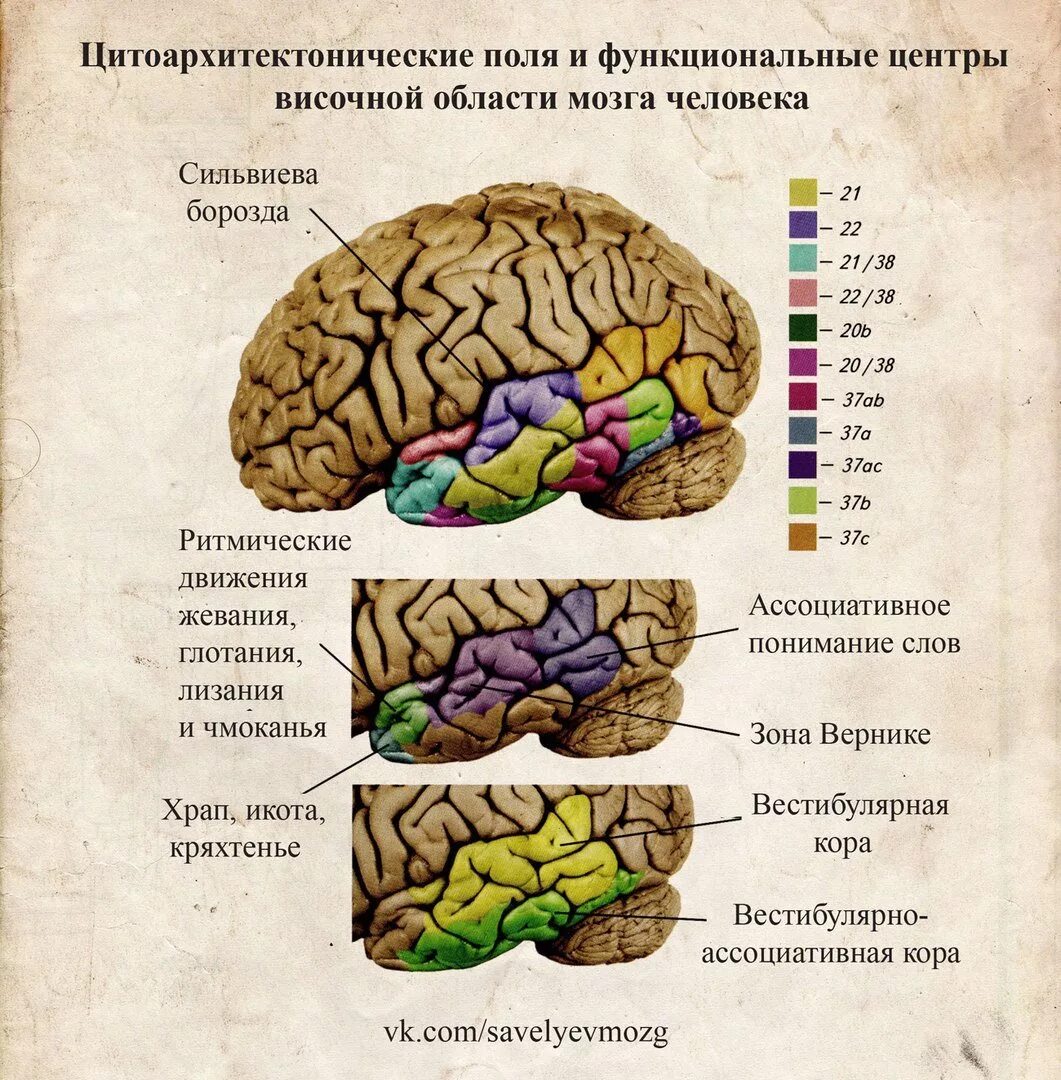 Первичные поля мозга