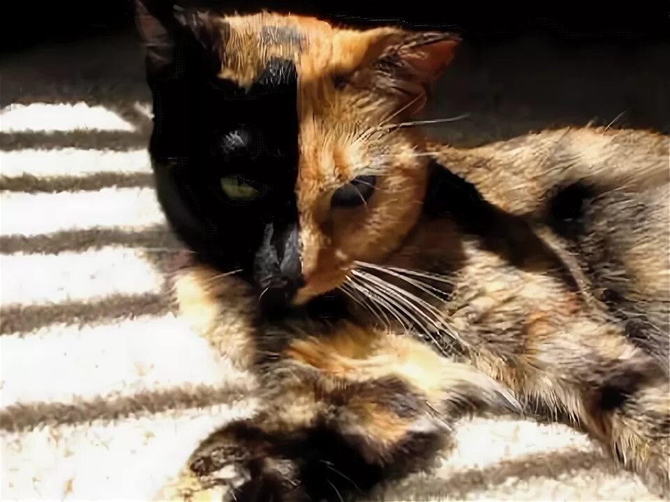 Pin by Ty on Animals Cats, kittens, Cats, Kittens