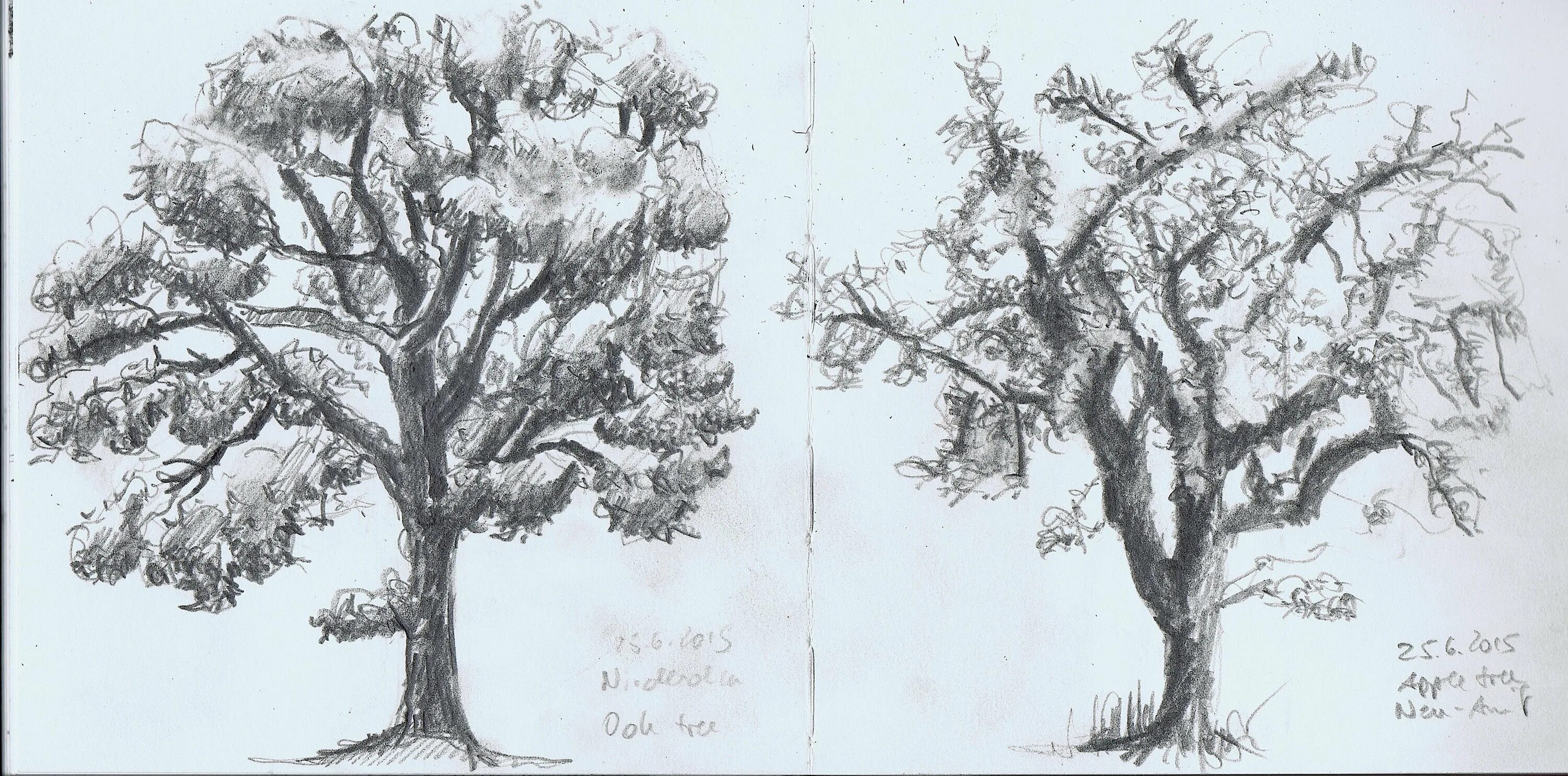 Деревья натура. Зарисовки деревьев. Зарисовки деревьев различных пород. Графические зарисовки деревьев. Дерево карандашом.