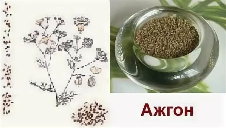 Айован душистый сканворд 5 букв