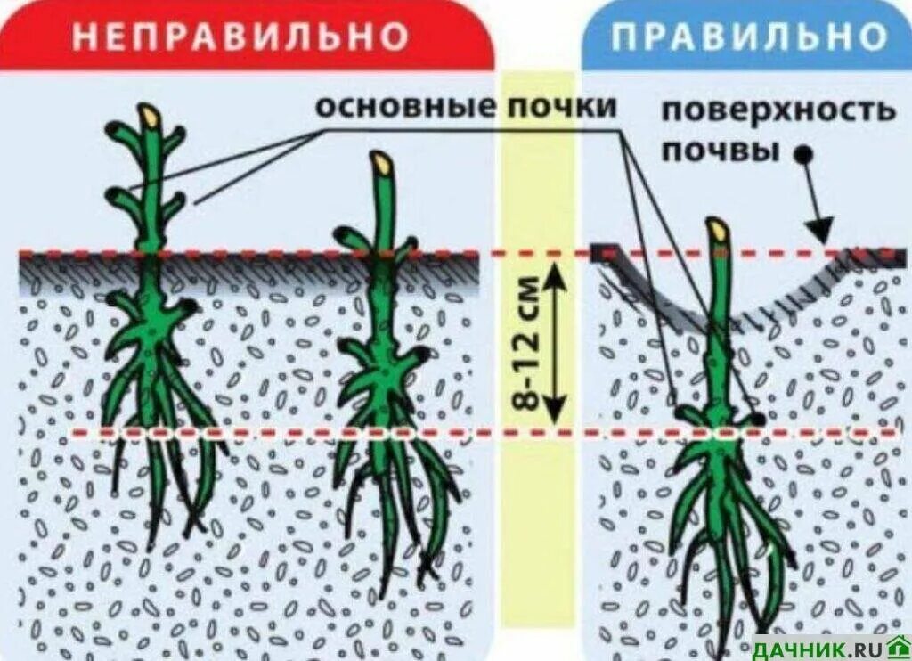 Клематис выращивание и уход в открытом