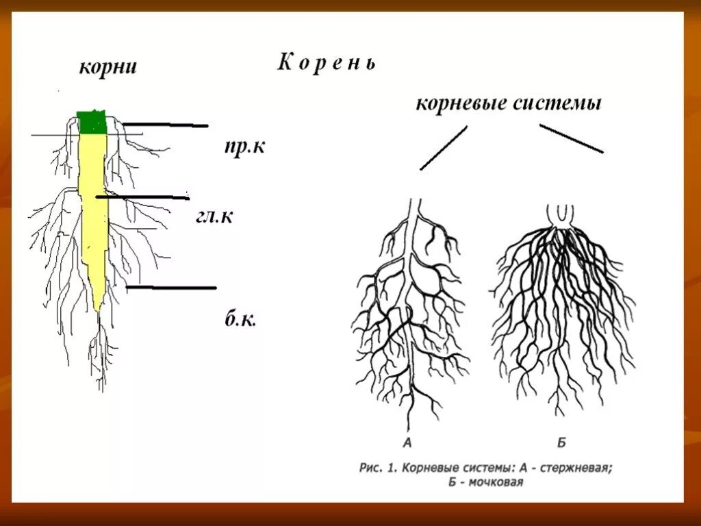 Сколько лет корневу. Строение корня. Зоны стержневого корня. Схема развития корня.