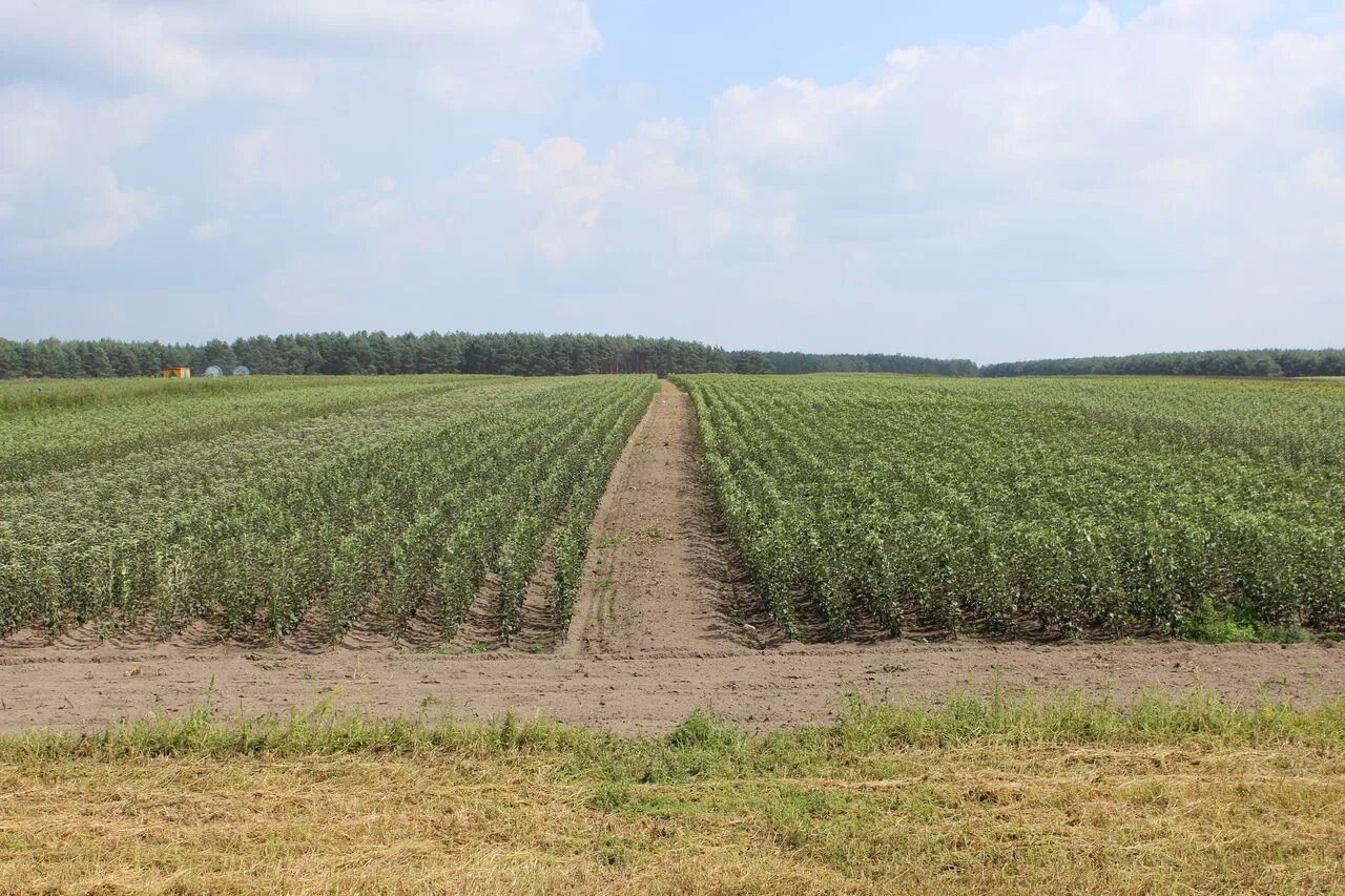 вырастить на 10 га. грецкий орех плантации калифорния. вырастить на 10 га. плантация под землей. яблоневый сад интенсивного типа.