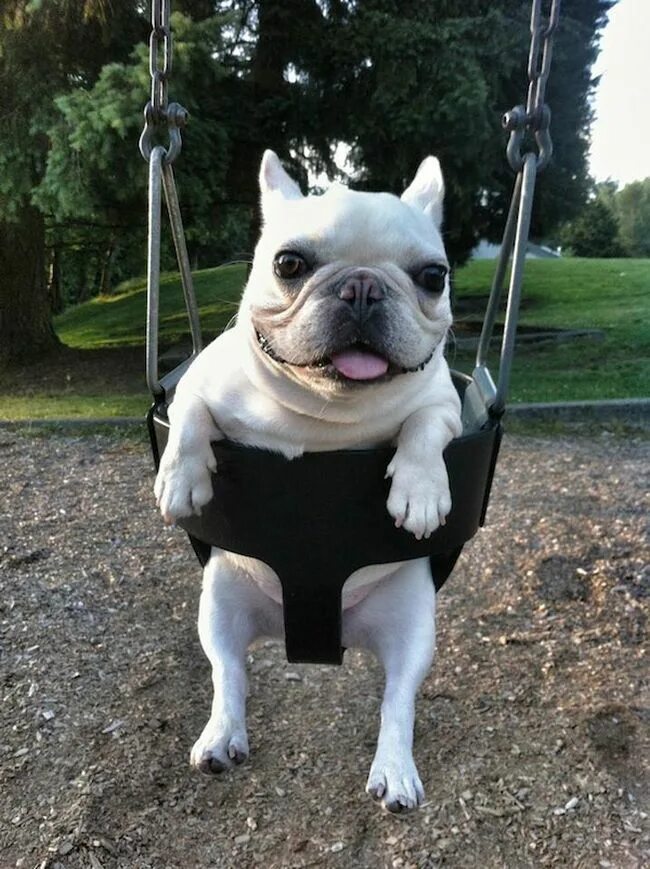 Смешные бульдоги фото. Смешные французские бульдоги. самые смешные французские бульдоги. самые милые французские бульдожки. самый милый французский бульдог в мире.