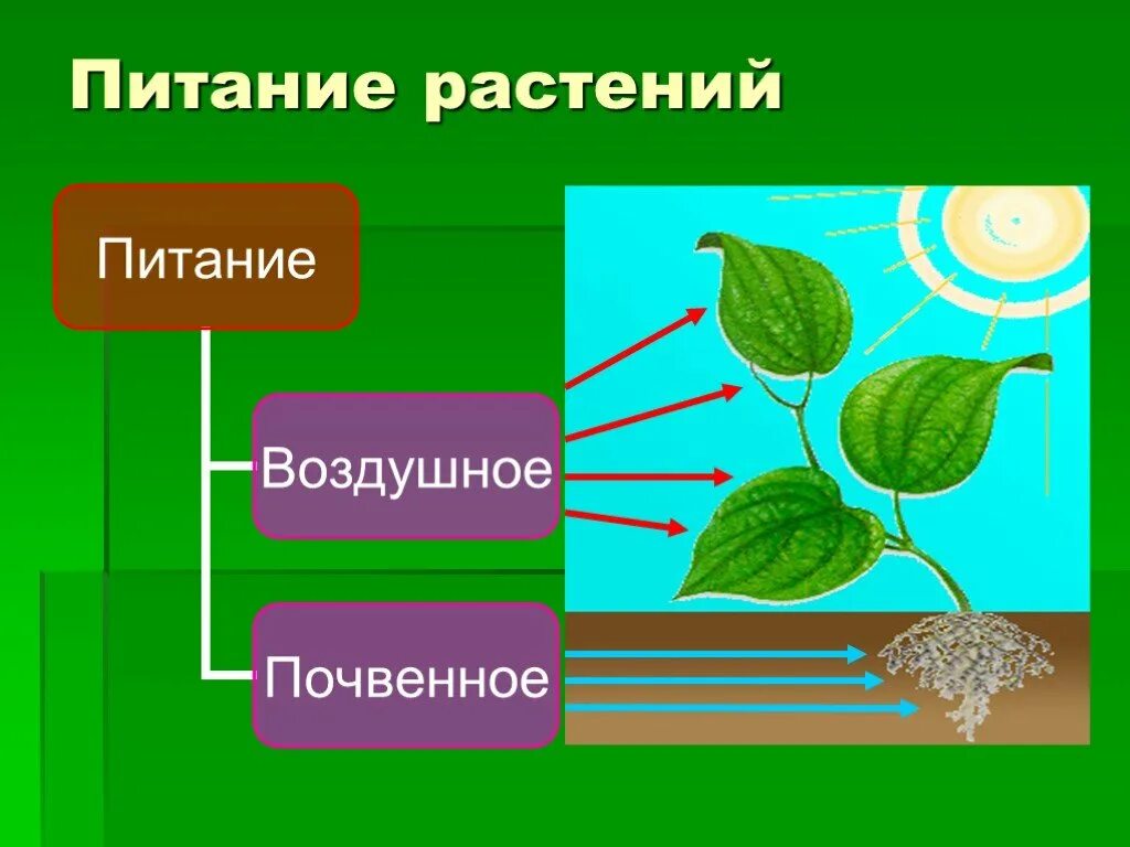 Обычное питание растений