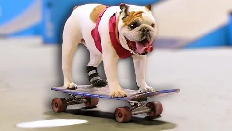 Skate dog