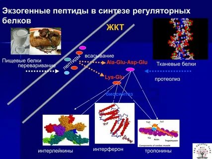 Тканевый белок