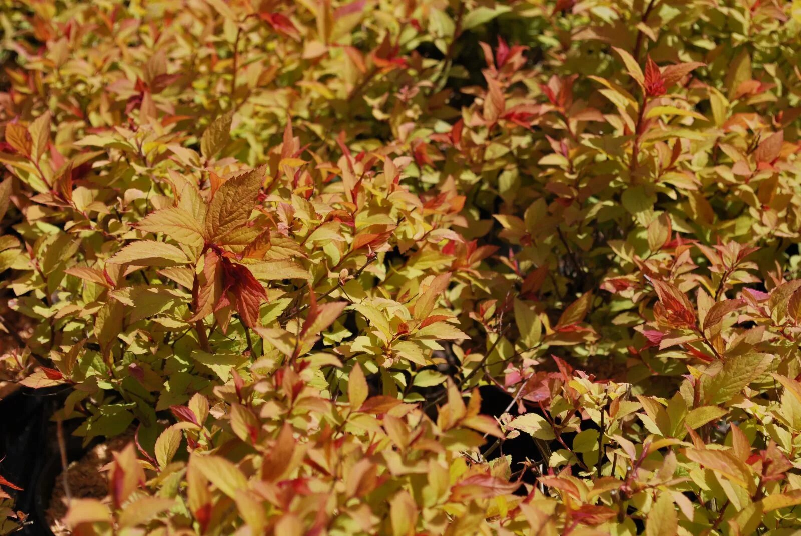 Спирея firelight. Файер флейм спирея. Спирея японская firelight. Спирея файерлайт. Спирея японская firelight.