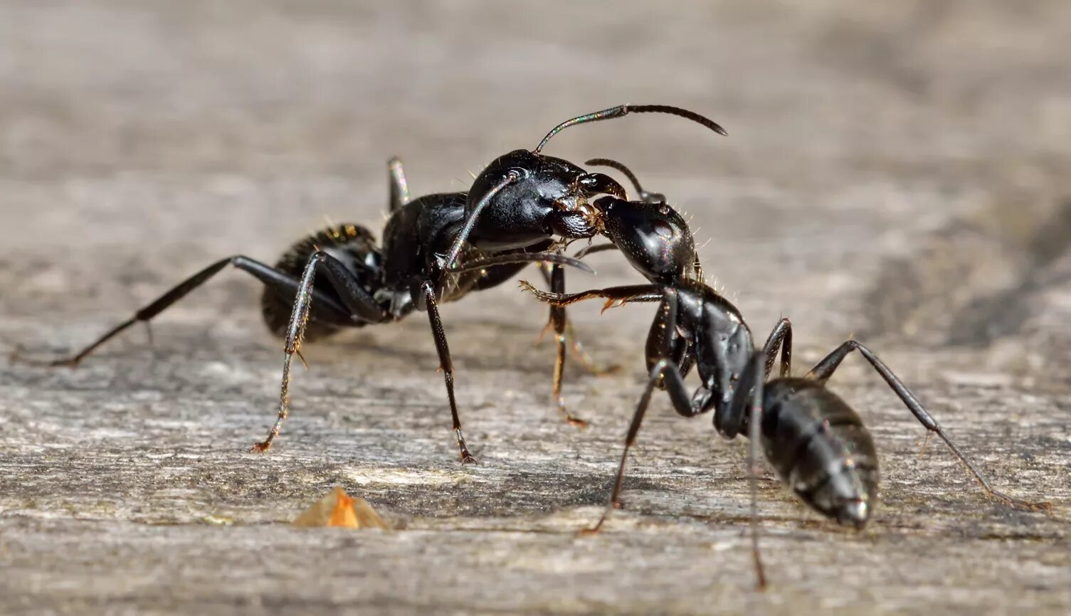 Черные муравьи появились. Чёрный муравей-древоточец. Садовые муравьи. Спаривание муравьев. Большой черный муравей.