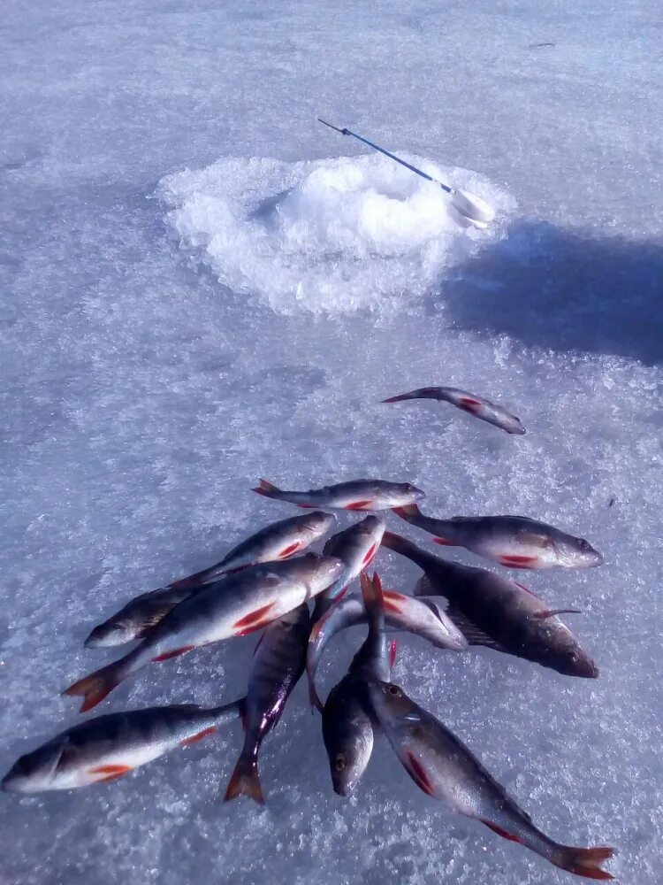 Рыба в Вуоксе. Рыбалка на Вуоксе зимой. Сердце Вуоксы. Вести с водоёмов СПБ И Ленинградской.