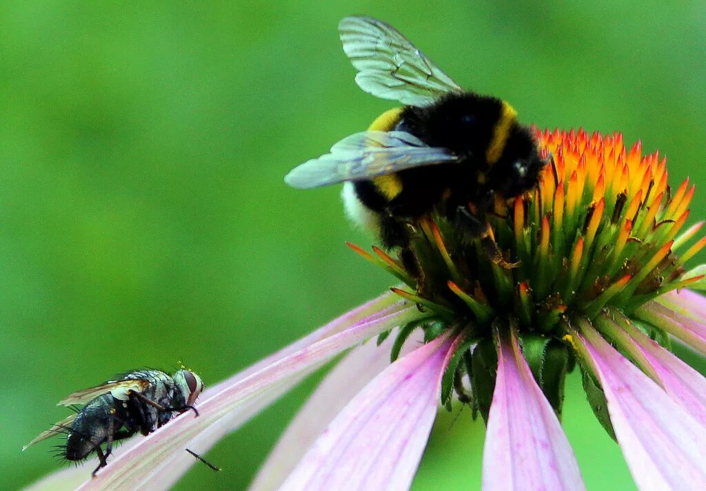 оса муха журчалка пчела. шмель мутант. Volucella bombylans. насекомое похожее на шмеля. муха шмель.