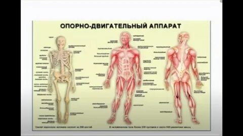 1 опорно двигательная система человека