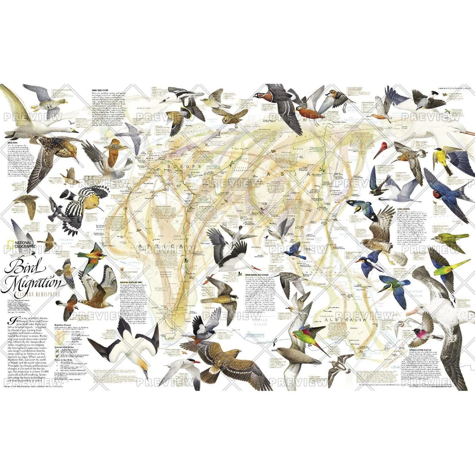 Карта bird. Маршруты миграции птиц. Карта миграции птиц. Карта с птичками. Географические карты с птицами.