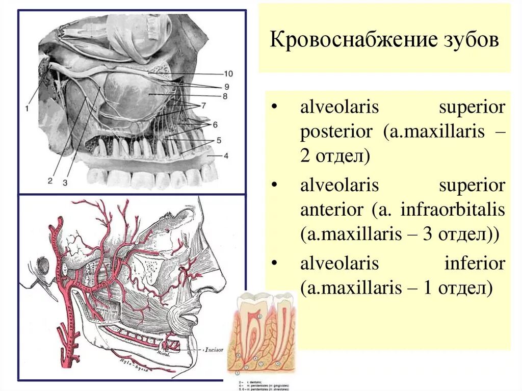 A maxillaris. Ветви a maxillaris схема. Схема кровоснабжения верхней челюсти. Кровоснабжение зубов верхней челюсти. Верхнечелюстная артерия схема.