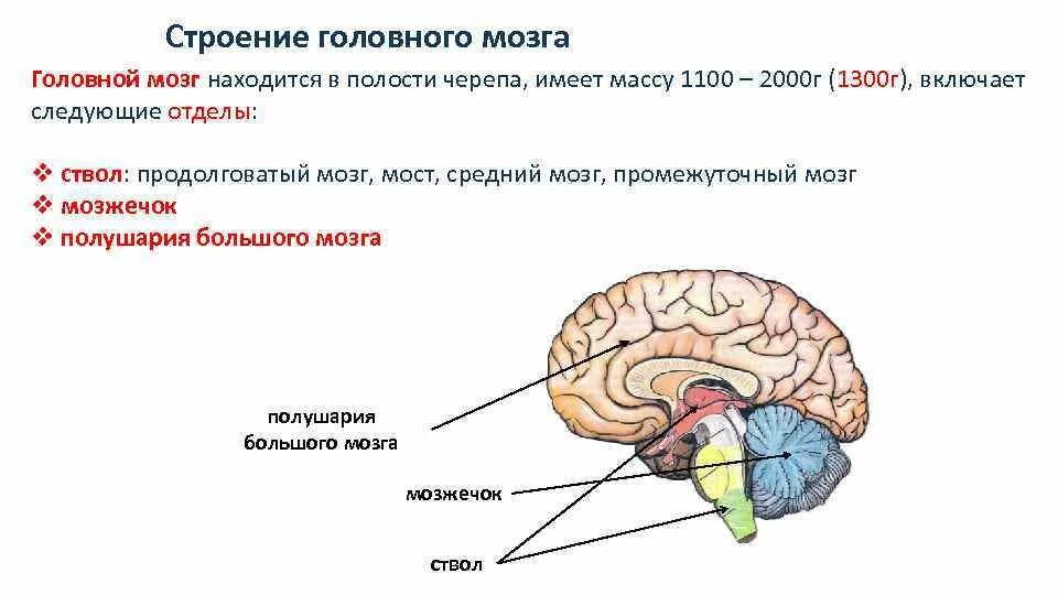 Функции отделов головного мозга схема. Схема строения отделов головного мозга. Структурно функциональное строение головного мозга. Отделы головного мозга снизу вверх. Структура головного мозга включает