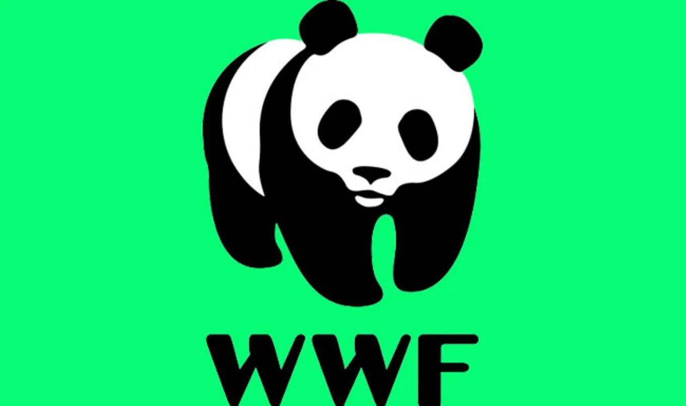 Всемирный фонд охраны дикой природы. Всемирный фонд дикой природы wwf. Панда символ всемирного фонда дикой природы. Wwf эмблема. Панда символ всемирного фонда дикой природы.