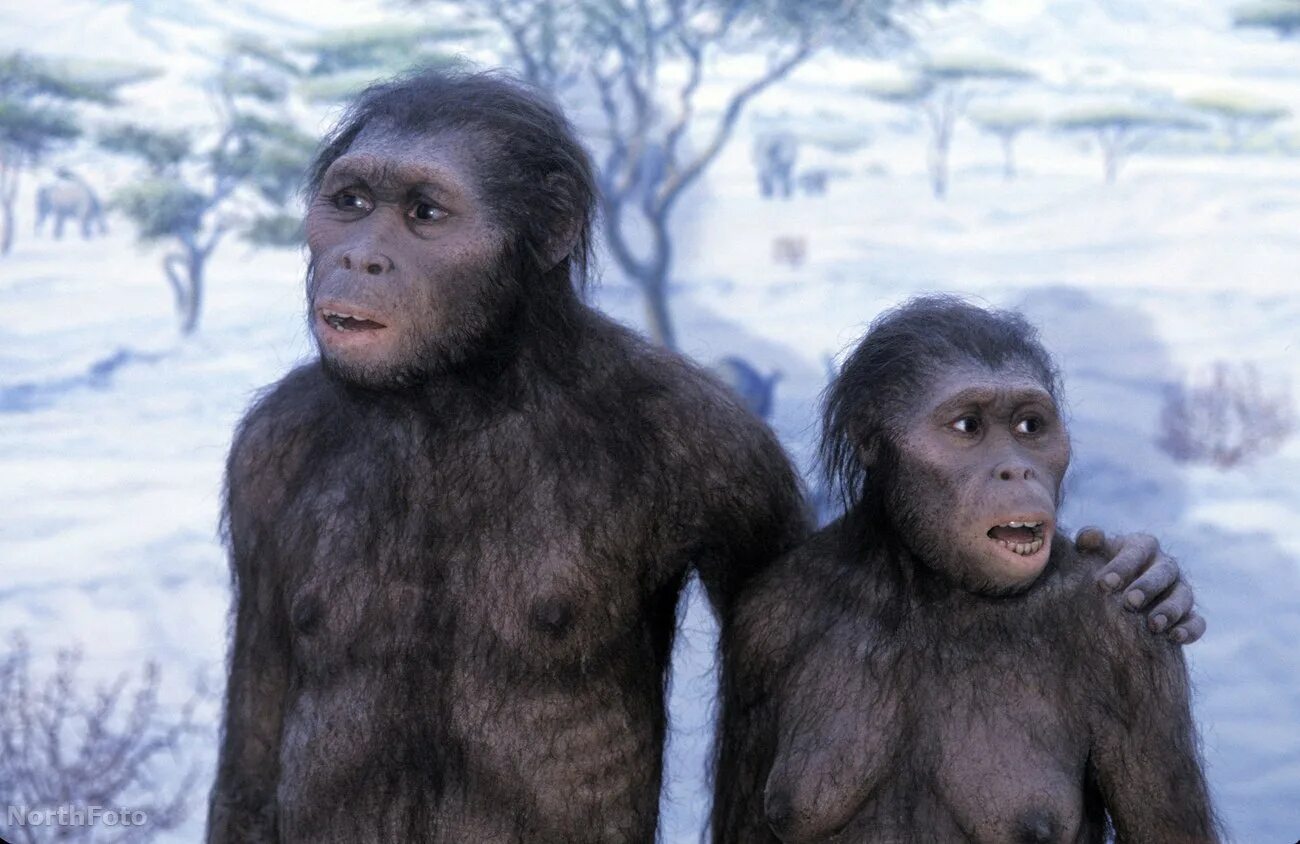 Австралопитек и неандерталец. Из обезьяны в человека. Первый человек. Как появились обезьяны