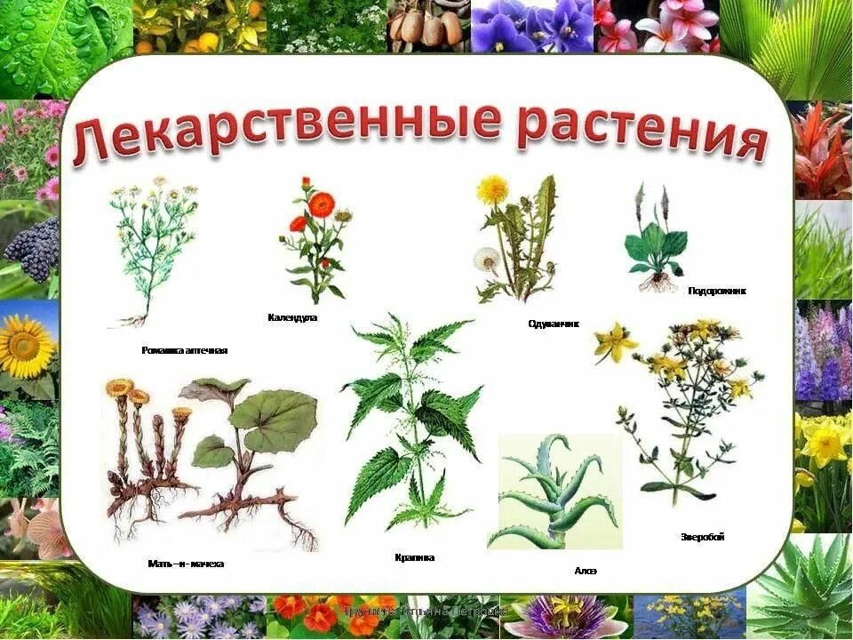 Лекарственные растения для детей дошкольников. Лекарственные растения в доу. Лекарственные травы детям. Лекарственные травы детям. Лекарственные растения плакат.