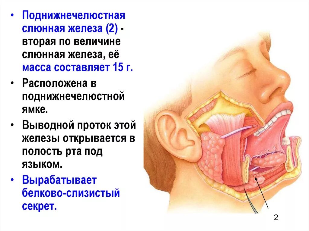 Околоушная слюна. Топография подчелюстной слюнной железы. Проток подчелюстной слюнной железы топография. Топография поднижнечелюстной слюнной железы. Подчелюстная слюнная железа анатомия.