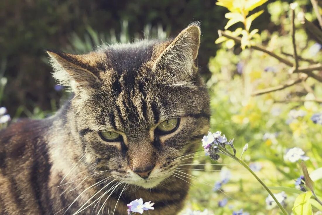 Кошка млекопитающее или нет. Крапчатый бурый кот. коты на природе. кошка в саду. бурый кот на природе.