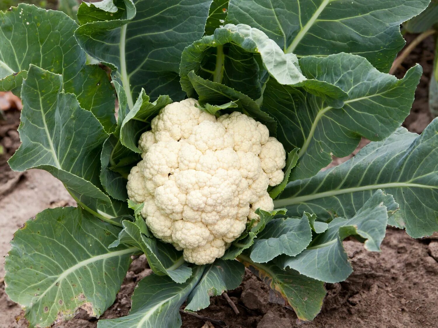 Можно ли сажать цветную капусту. Cauliflower растет. Цветная капуста на грядке. Цветная капуста в огороде.