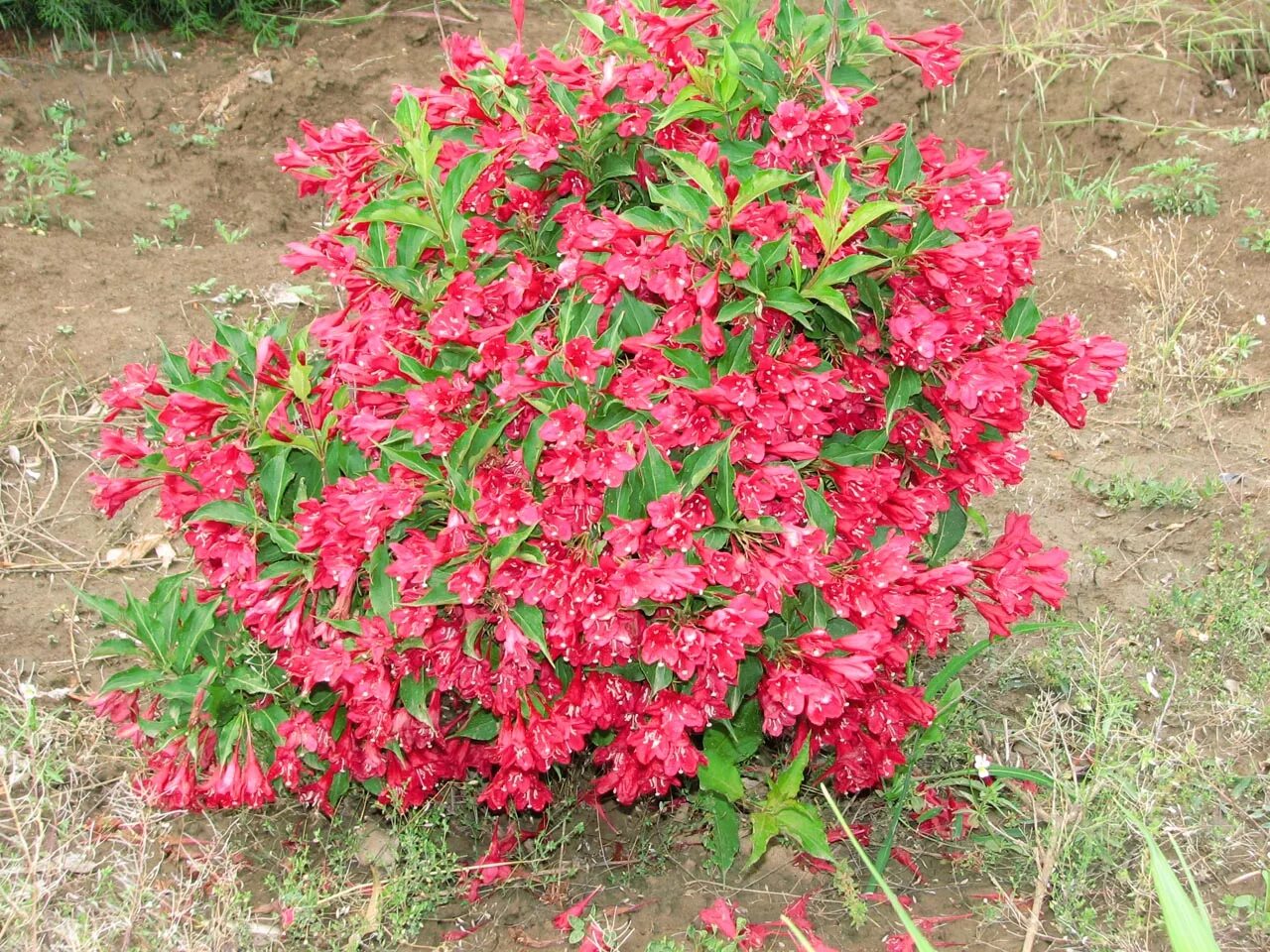 вейгела ред принц. вейгела ред принц. вейгела цветущая ред принц. вейгела красная red prince. вейгела red prince.