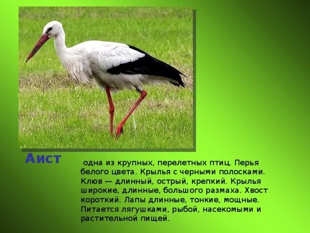 Перелетный Аист. Аист размах крыльев