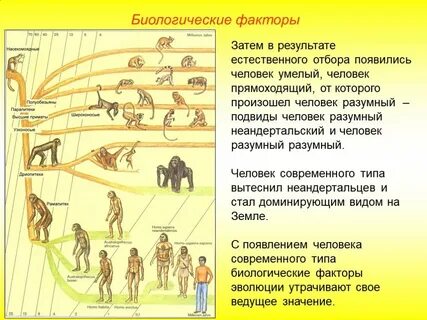 Низшие формы человечества