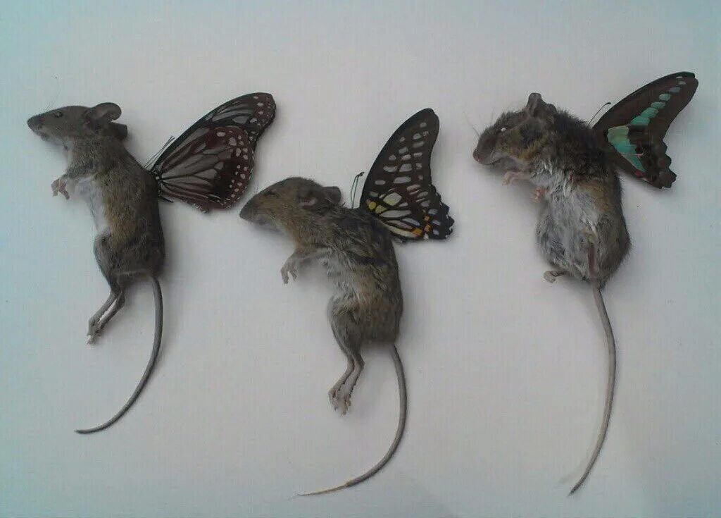 Секреты серой мыши. Крыса с крыльями. Мышь с крыльями. Крыса с крылышками. Мышь Эстетика.