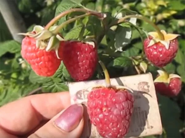 Саженцы малинового дерево лашка купить в Москве по цене от 500 рублей