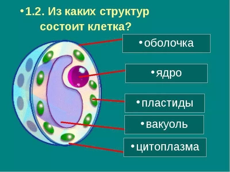 Любая клетка состоит