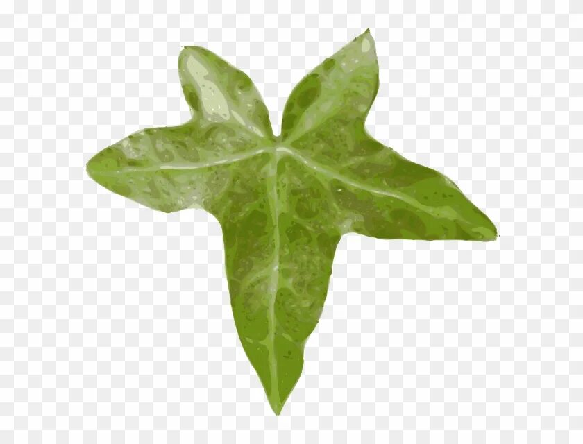 Плющ форма листьев. Плющ хедера лист. листья плюща обыкновенного. hedera helix leaf. плющ обыкновенный (hedera helix).