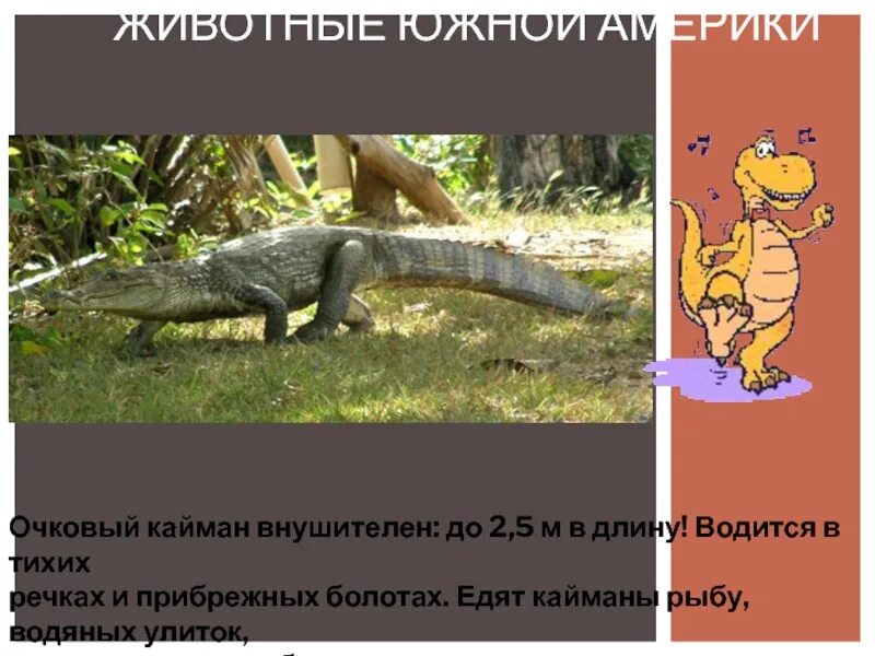 Животный мир южной америки сообщение. Флоры и фауны южной и северной америки. Южная америка животные и растения. Животный и растительный мир южной америки презентация. Обитатели южной америки растения.