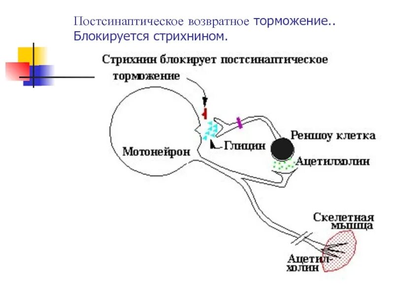 Схема постсинаптического торможения. 1. Постсинаптическое торможение. Возвратное торможение в ЦНС. Возвратное торможение физиология. Возвратное торможение