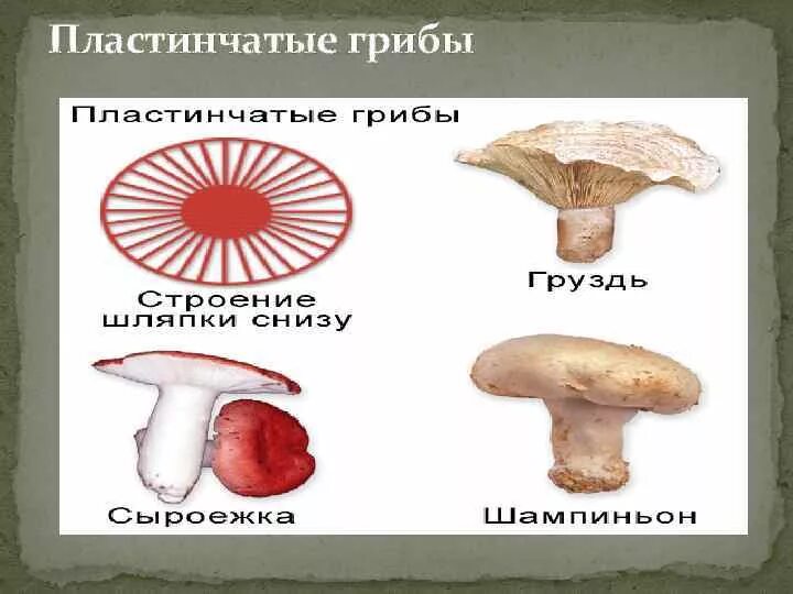 Грибы сумчатые трубчатые пластинчатые. Кроссворд по биологии грибы. Несъедобные грибы карточки для детей. Несъедобные пластинчатые грибы. Пластинчатый гриб кроссворд.