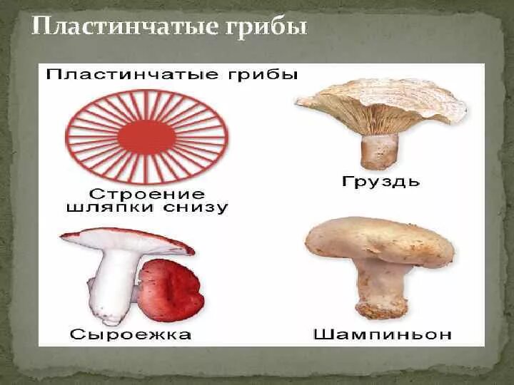 Несъедобные пластинчатые грибы. Название пластинчатых грибов. Пластинчатые грибы ядовитые. Пластинчатые грибы названия. Группы грибов трубчатые грибы пластинчатые грибы