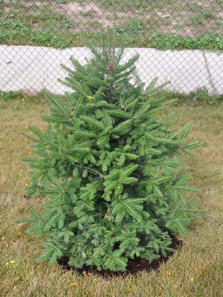 пихта сибирская abies sibirica микростробилы. флорентинная вода. пихта корейская сорт schwedenkonig. пихта подмосковная. Abies sibirica 'oleg.