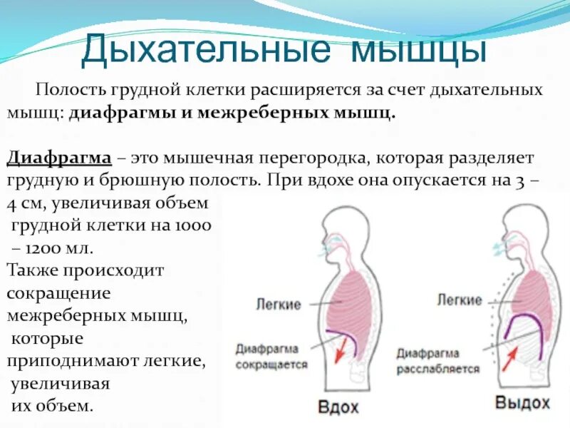 Что самое важное при работе с дыханием. Диафрагма дыхательная мышца. Диафрагмальное дыхание. Вспомогательные мышцы вдоха и выдоха. Грудобрюшной Тип дыхания.