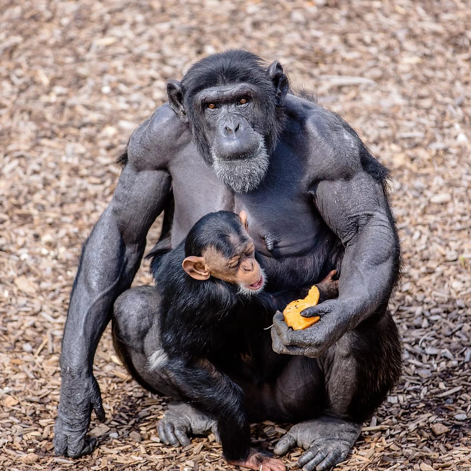 Сколько живет самец. Горилла бонобо. Шимпанзе бонобо. Обезьяна бонобо самец. Альфа самец шимпанзе.