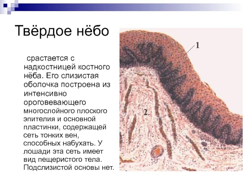 Твердое небо гистология. Строение твердого неба гистология. гистологическое строение слизистой оболочки. твердое небо гистология препарат.