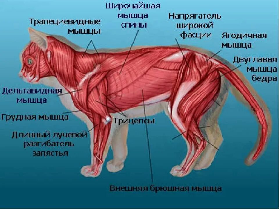 Сухожилие животных. Строение кошки скелет и мышцы. Мышечное строение кошки. Мышечный скелет кошки. Строение мышц кошки.