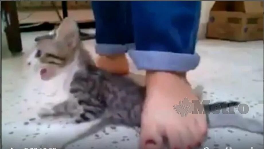 1 boy 2 kittens original